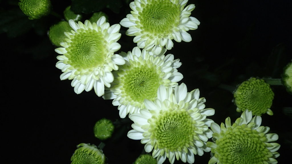 スプレー菊のフェリーです。