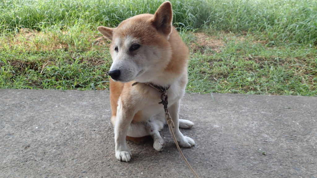 うん？　またお話？