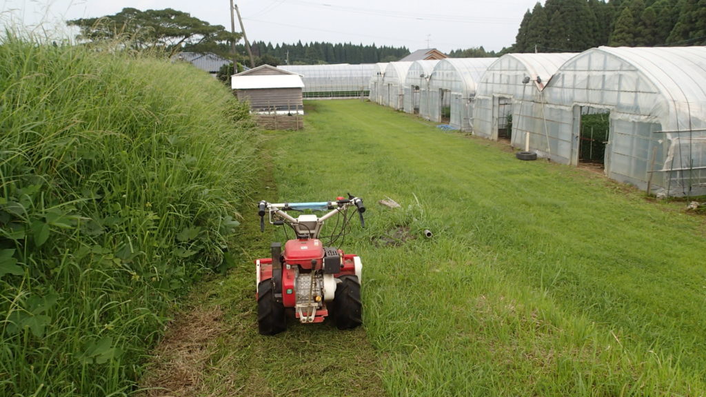 ハウス裏も草ぼうぼうです。