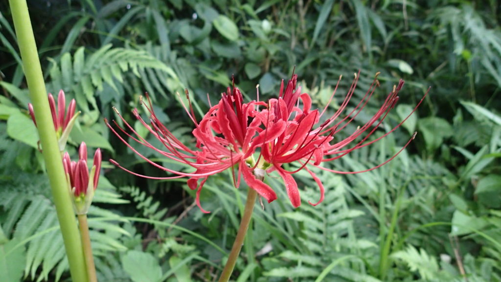 雨の彼岸花