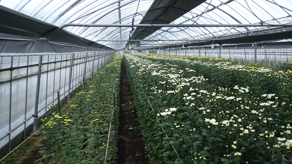 だいぶ少なくはなっています。