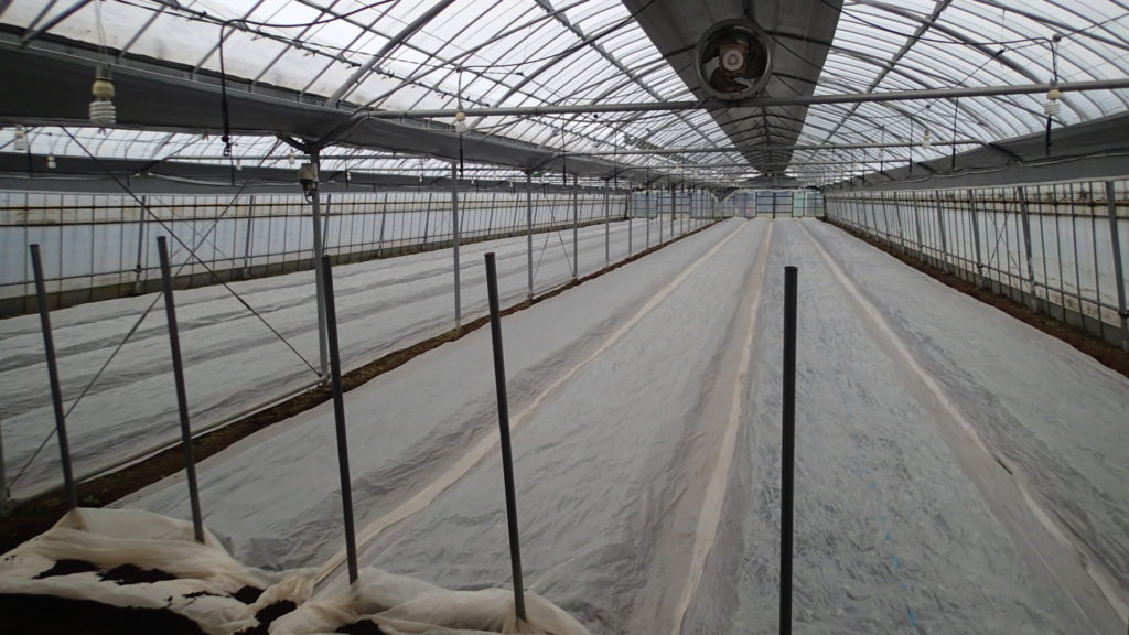 定植終了です。