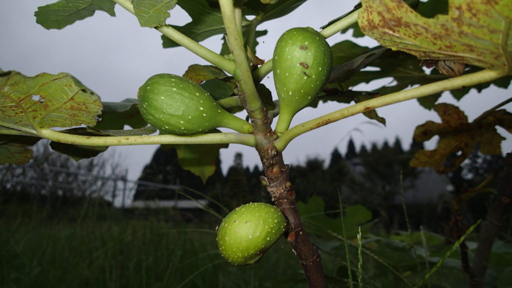 イチジク、少し大きくなっています。