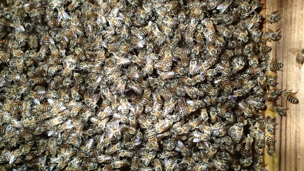 採蜜、そして継箱が必要です。