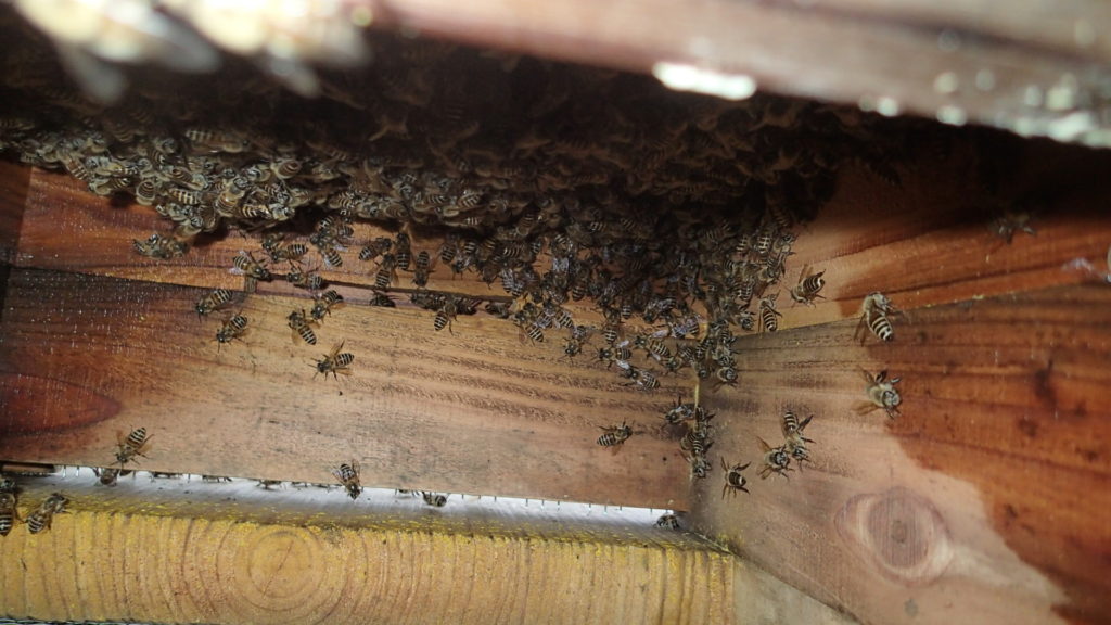 巣落ち防止棒は越したようです。