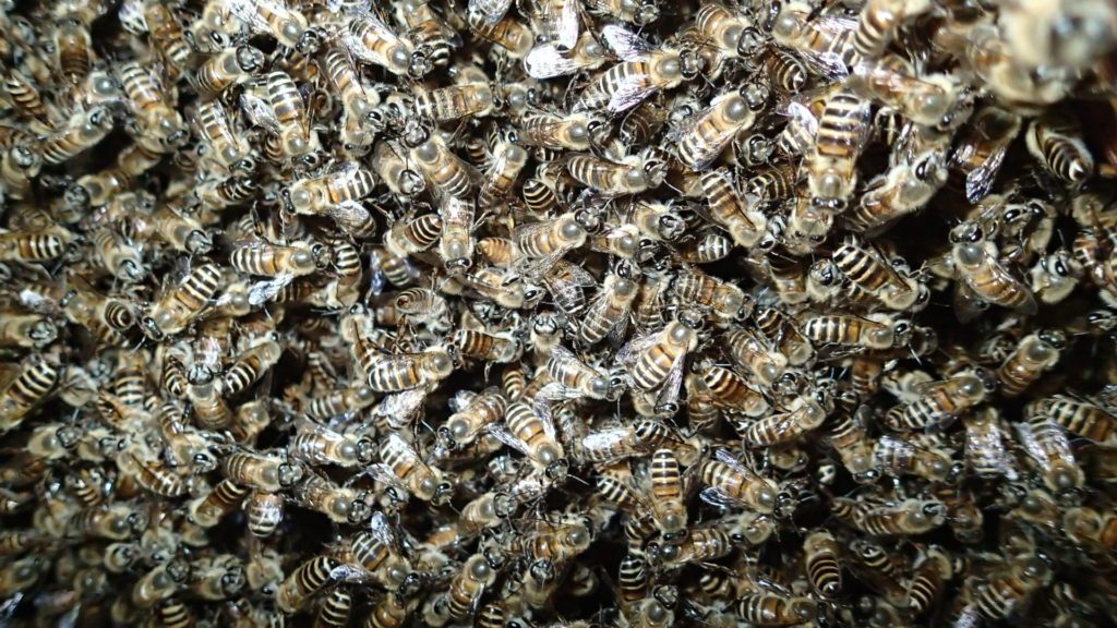 蜂しか写りませんでした。