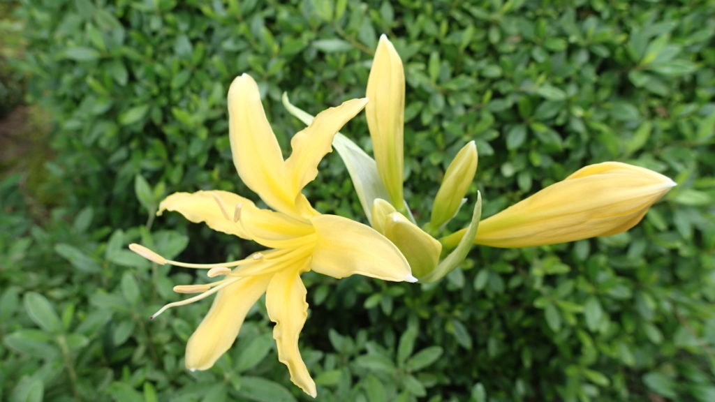 蜂置き場近くで、