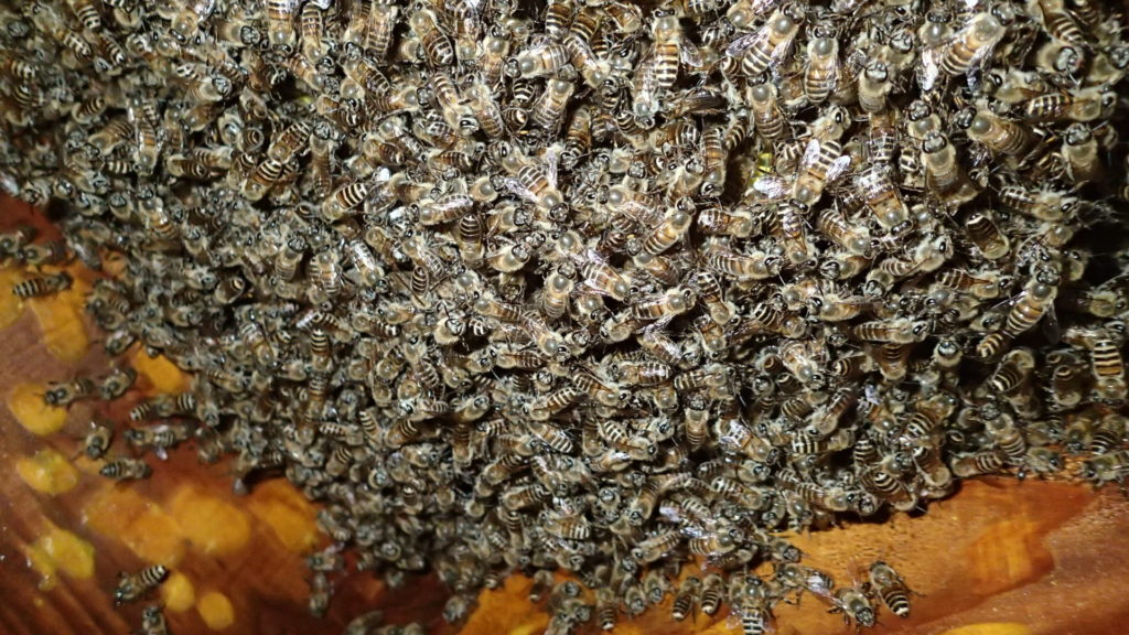 点検口から撮影、すぐそこまできていました。