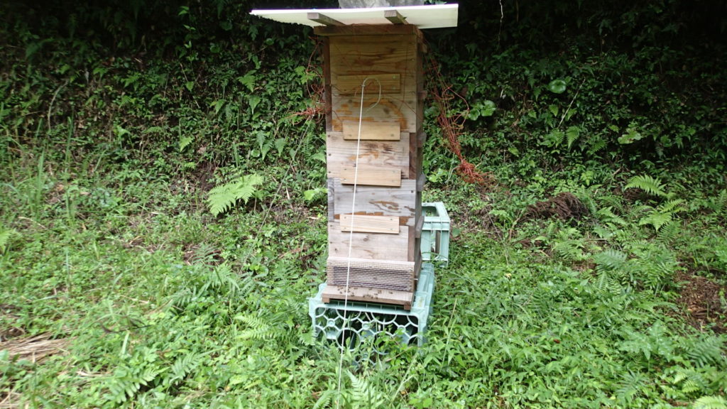 また採蜜できそうです。