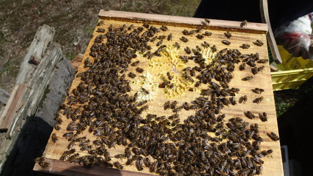 すのこの上にもたくさんの蜂さんがいます。