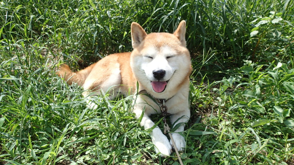 迷子犬にはなってほしくない柴犬タローです。