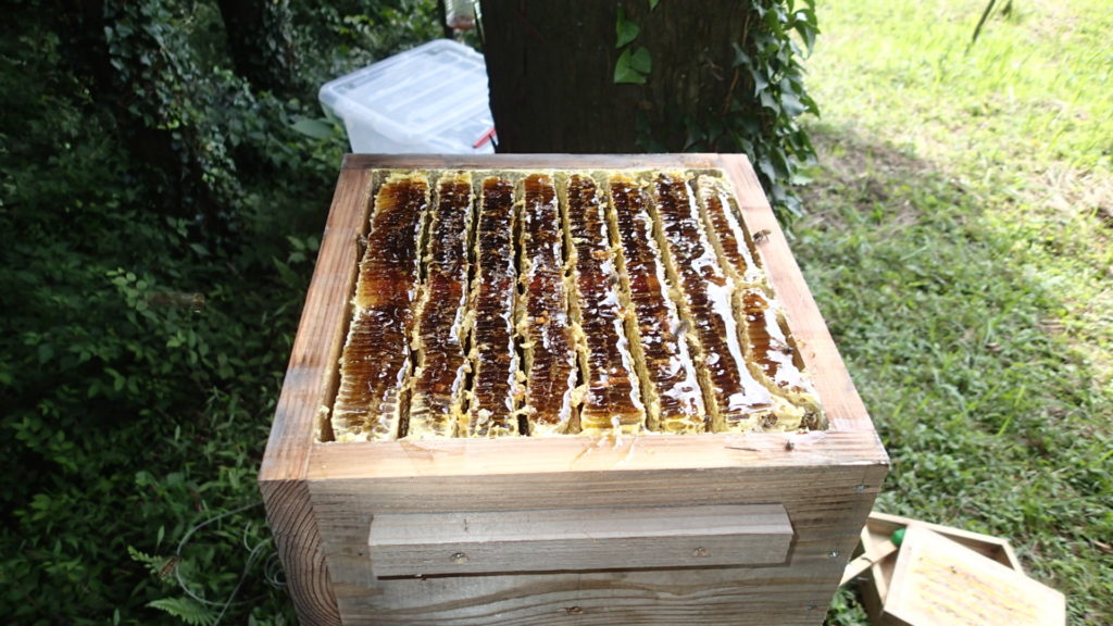 巣門は右側、巣板は131度方向でした。