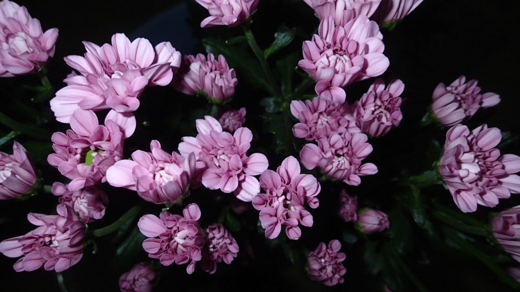 収穫中のアモロッサ