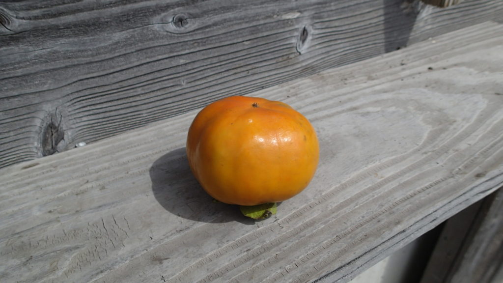 おいしそうに見えたんですけどね！