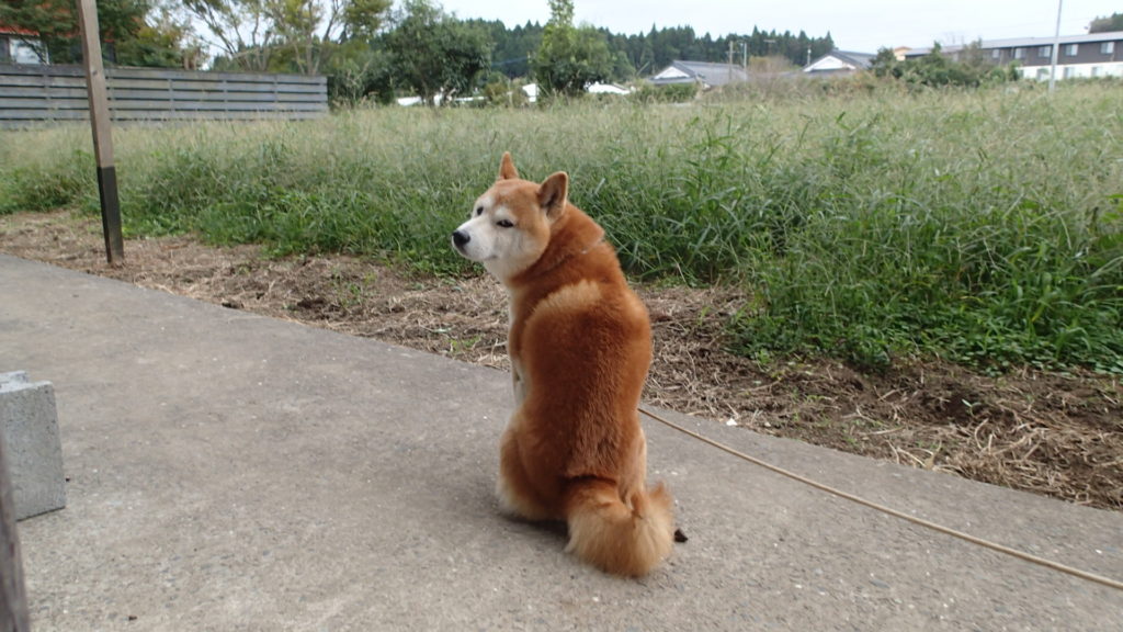 今ね、おばちゃんが空を見あげながらやってくるの