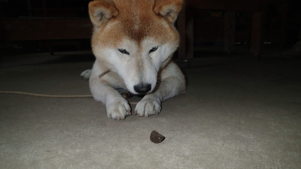 小石に念力を送っているところ！動けってね！