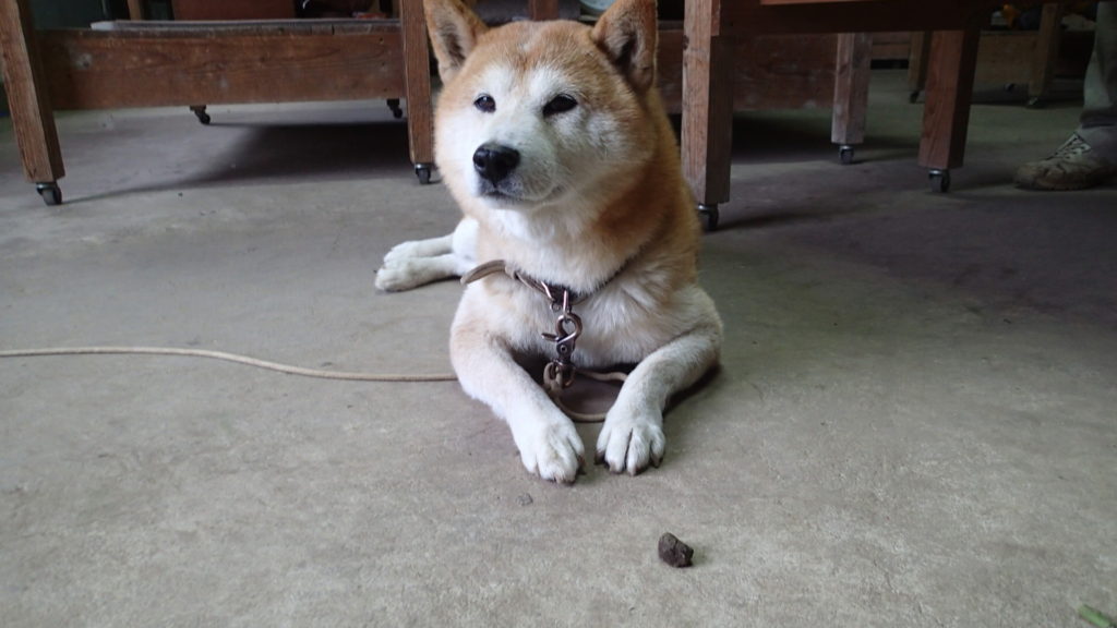 だめだ！動かない！おばちゃん蹴って！