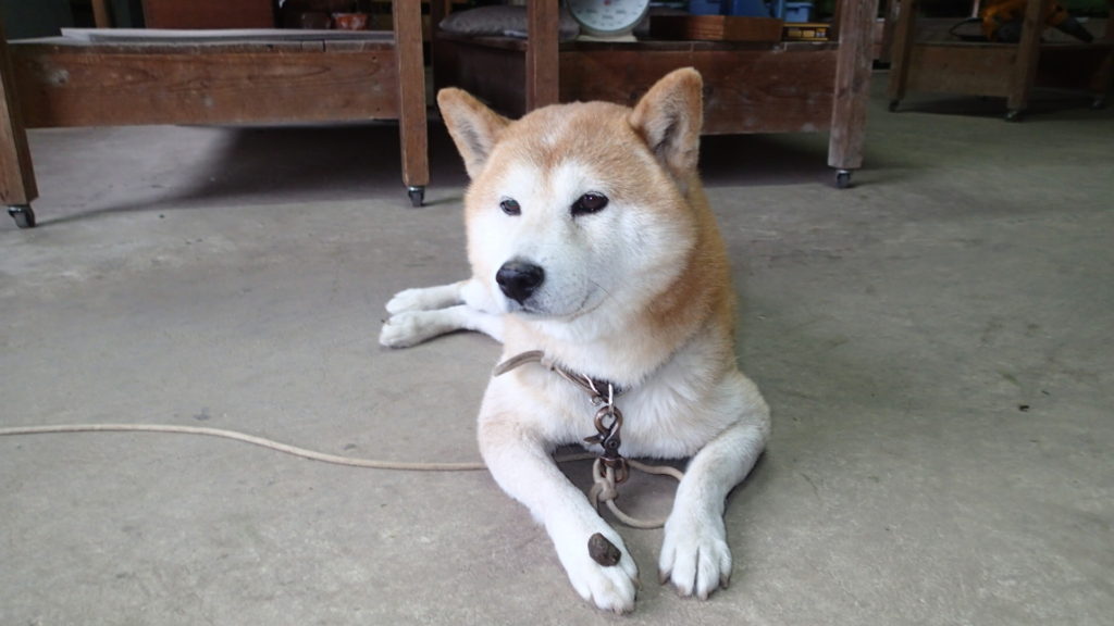 うん？おやつじゃないの？