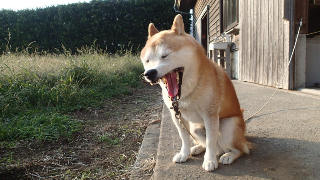 いくら寝ても眠いの！