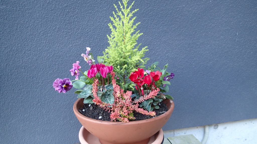 寒くても花は楽しめます。