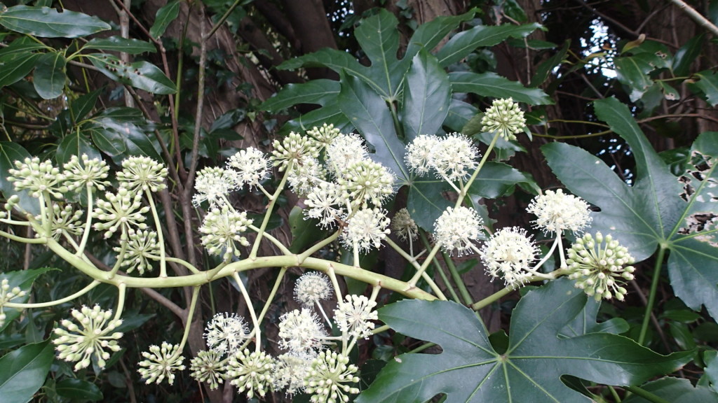 今ヤツデが目を引きます。