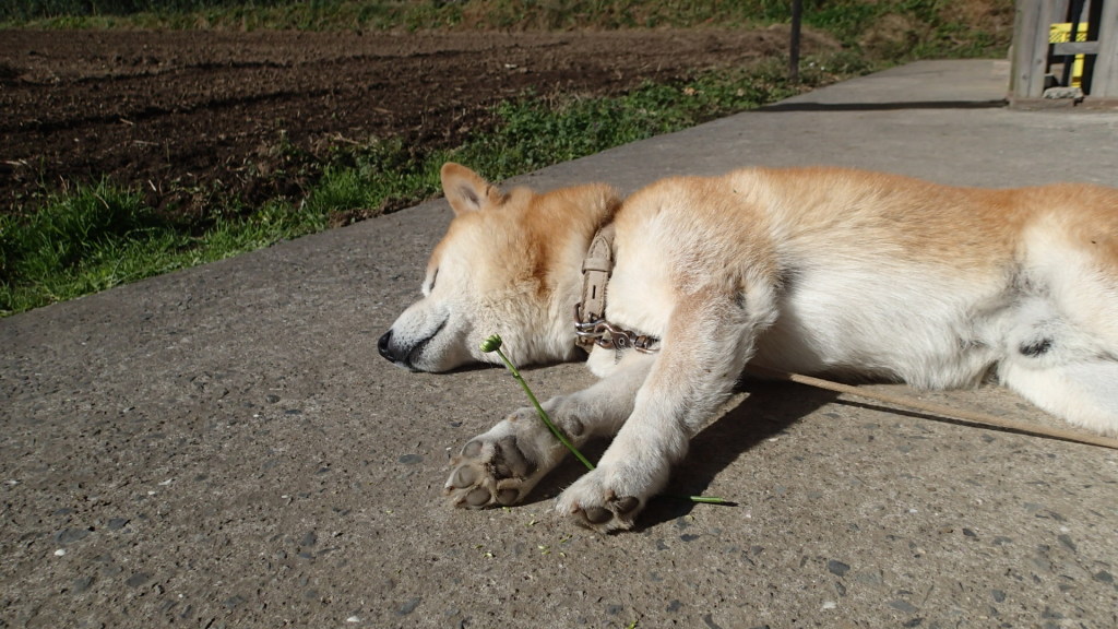犬とマムの蕾、誰の悪戯でもありません。
