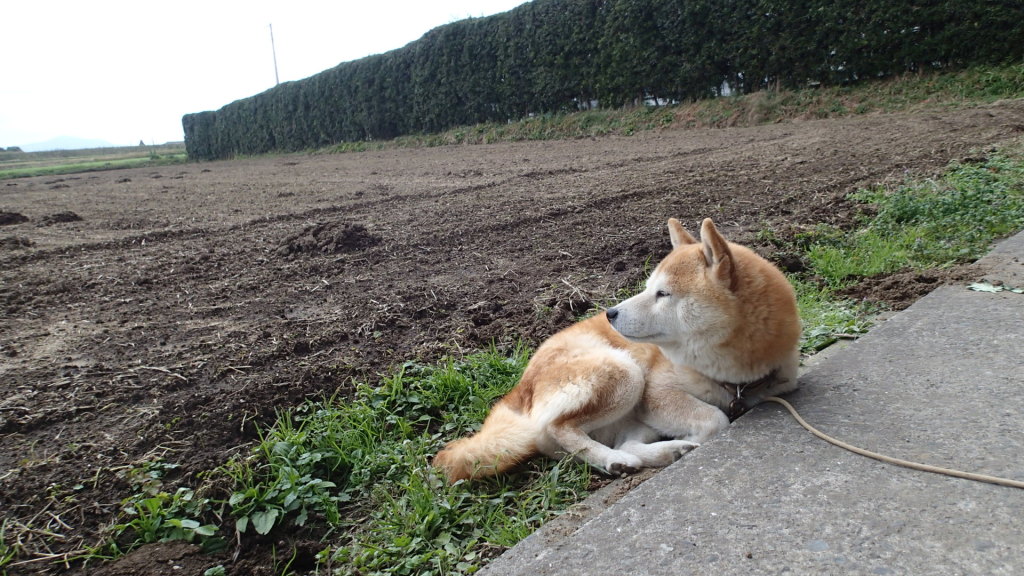 この田舎の自然がいいんだよ！