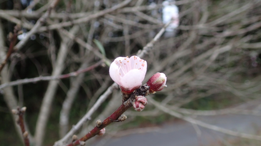 早すぎる桃の花がたくさん咲いています。