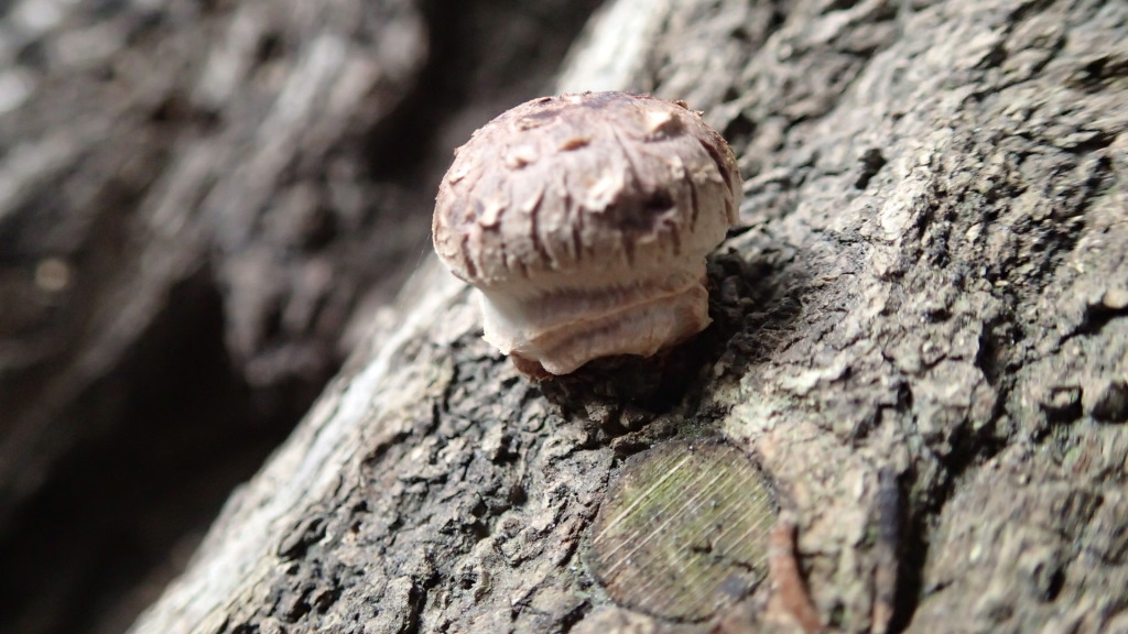 次のシイタケです。