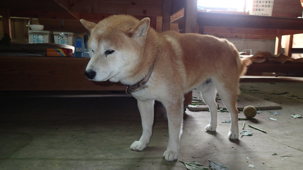 マギーになれるかなぁ～