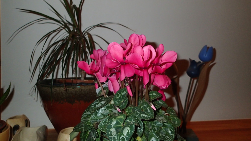 シクラメンたくさんあれど、真綿色したシクラメンほどって歌詞が出てきます。