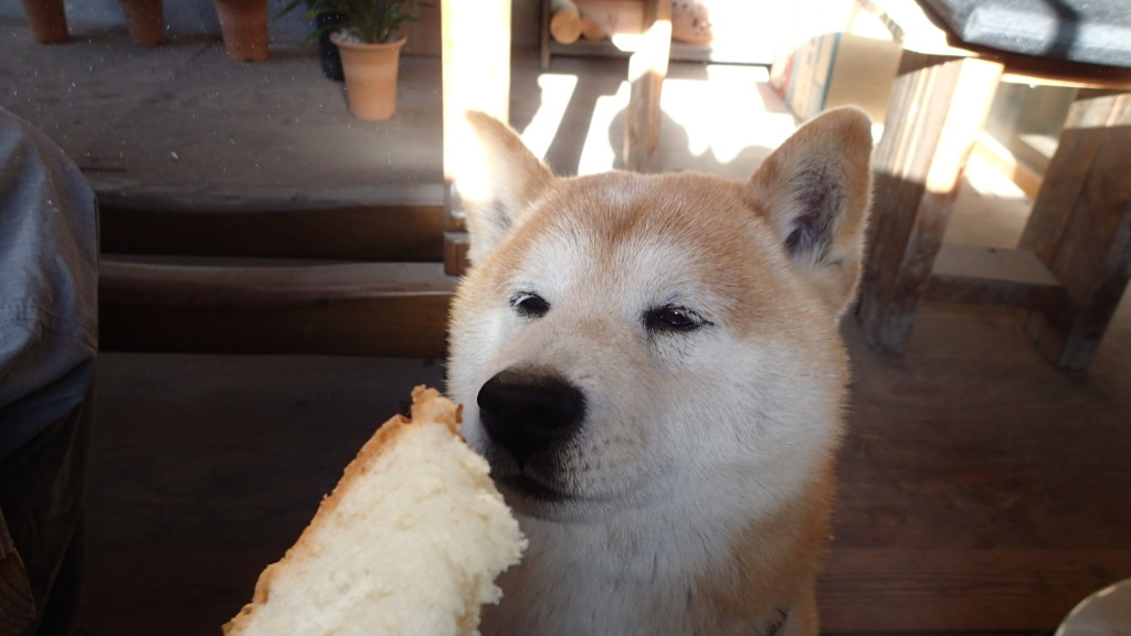 犬のためにパンを焼いてくれました。よい飼い主です。