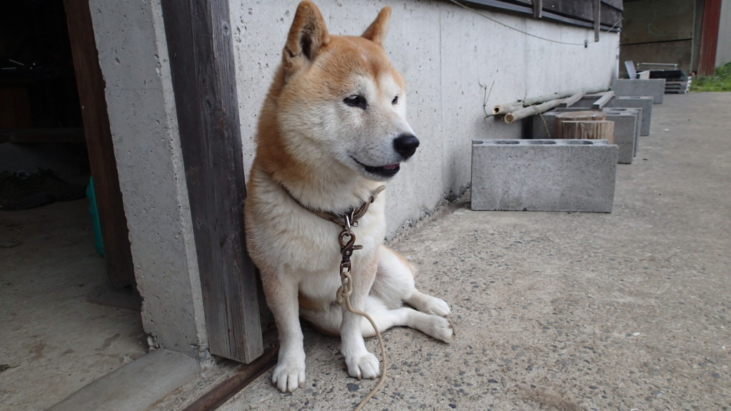 後ろ足がなんとも・・・・