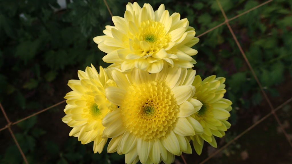 イエローモナリザ、ここまで咲くと満開です。