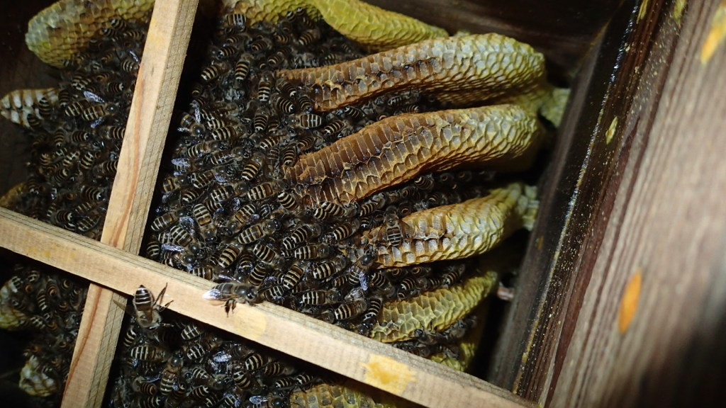 う～ん、どうなんでしょう？