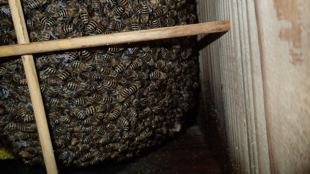 巣板がほとんど見えないのでグッド、