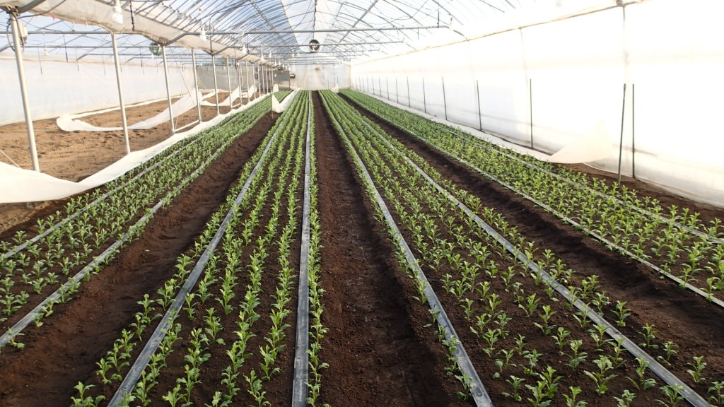 母株ハウス、採穂まで3週間、