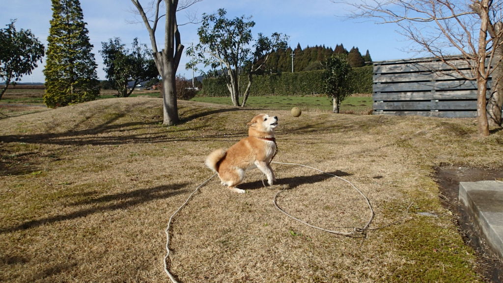 ボール遊び、その2