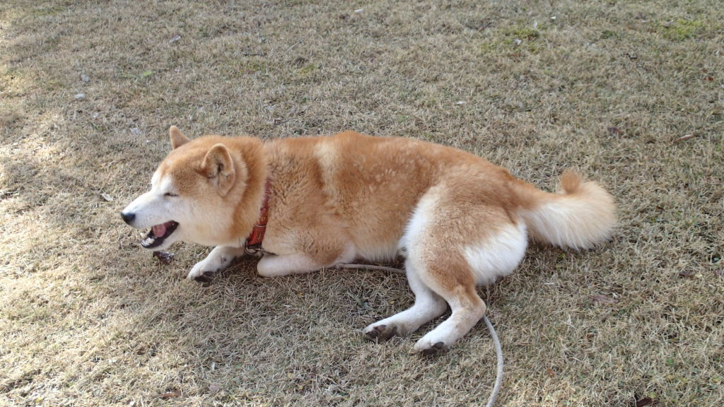 おやつはお芋でした。