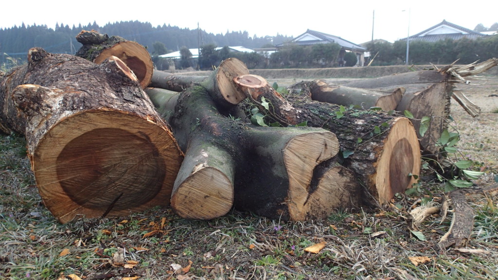 楽しみがやってきました。