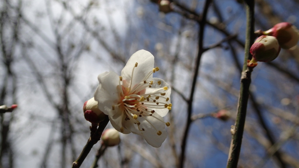 宇宙人も花をきれいだと思うのでしょうか？
