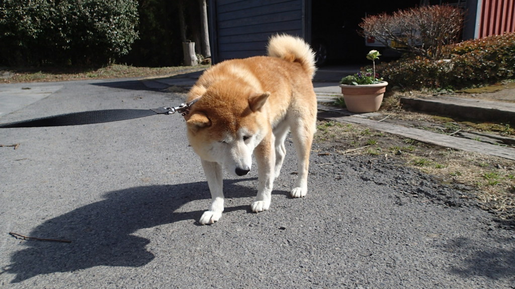 行きたくない！の意思表示はします。