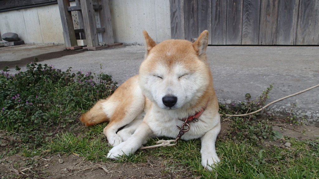 外飼い犬、柴犬タローです。