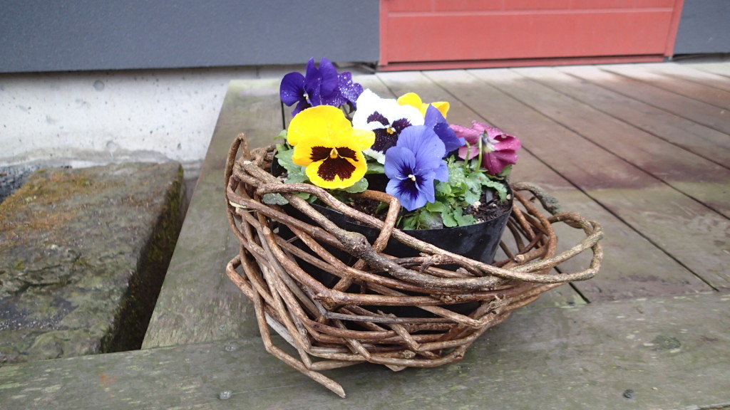 昨日の頂き物、灰の降る前に撮影しました。