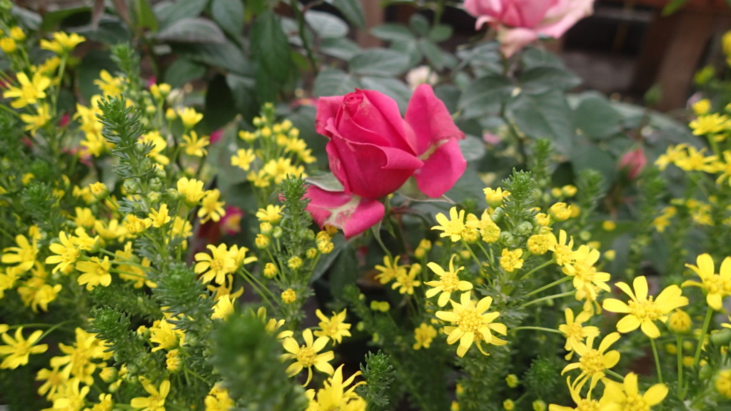 確定申告には花を！