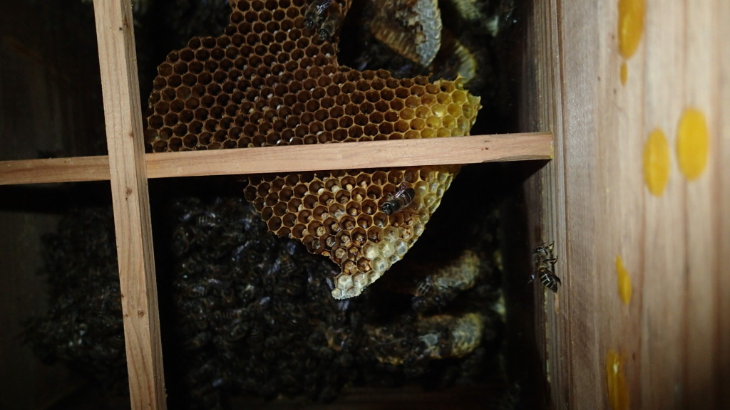 よく見たら、巣落ち防止棒に引っかかっています。