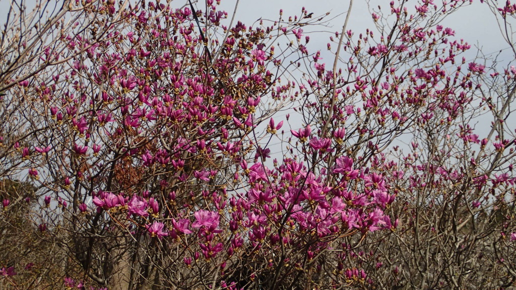 岩ツツジが咲き出しました。