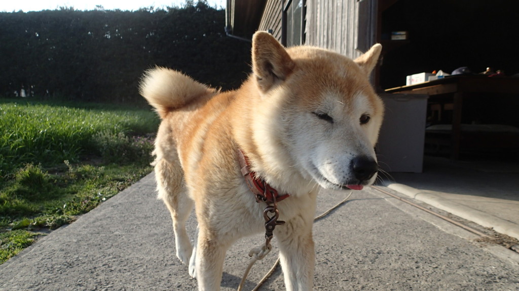 犬は柴犬タローです。