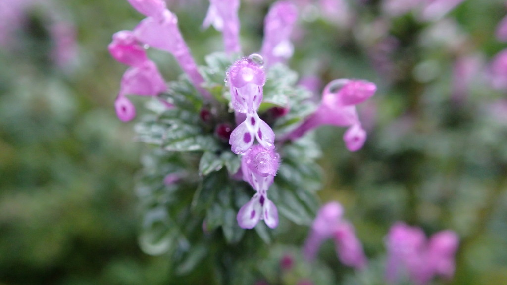 ホトケノザ、今たくさん咲いています。