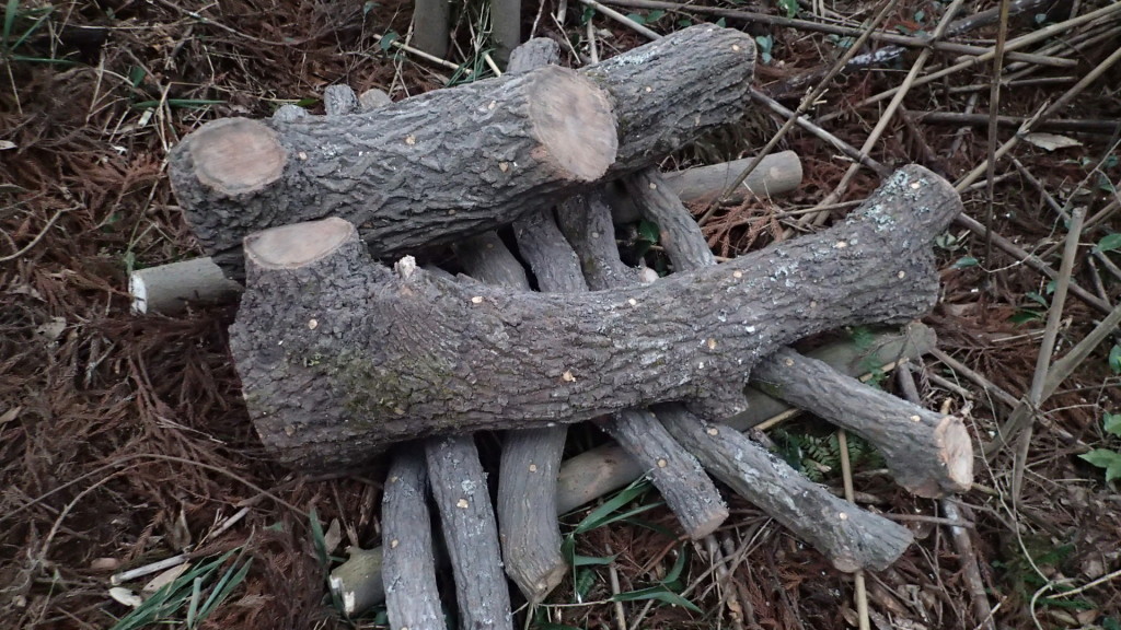 明日雨なので雨に打たせます。